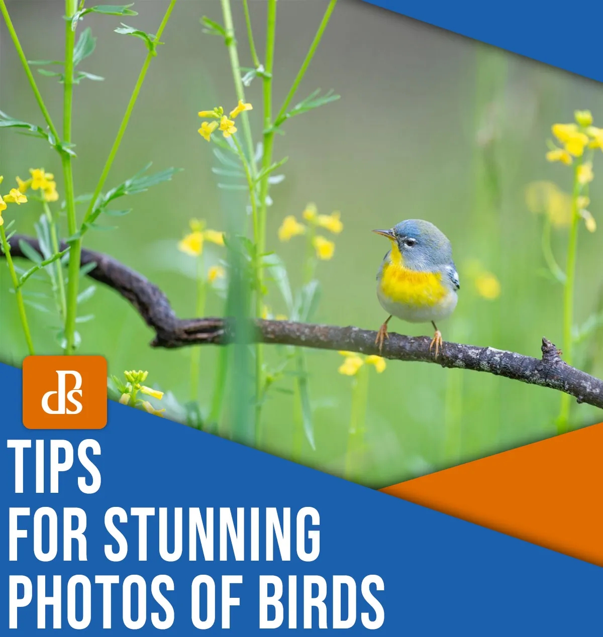 Bird Photography: 17 Pro Tips for Capturing Stunning Shots