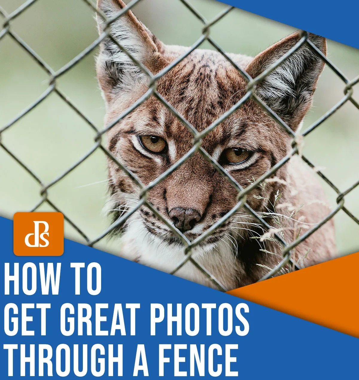 Effective Tips for Photographing Through a Wire Fence