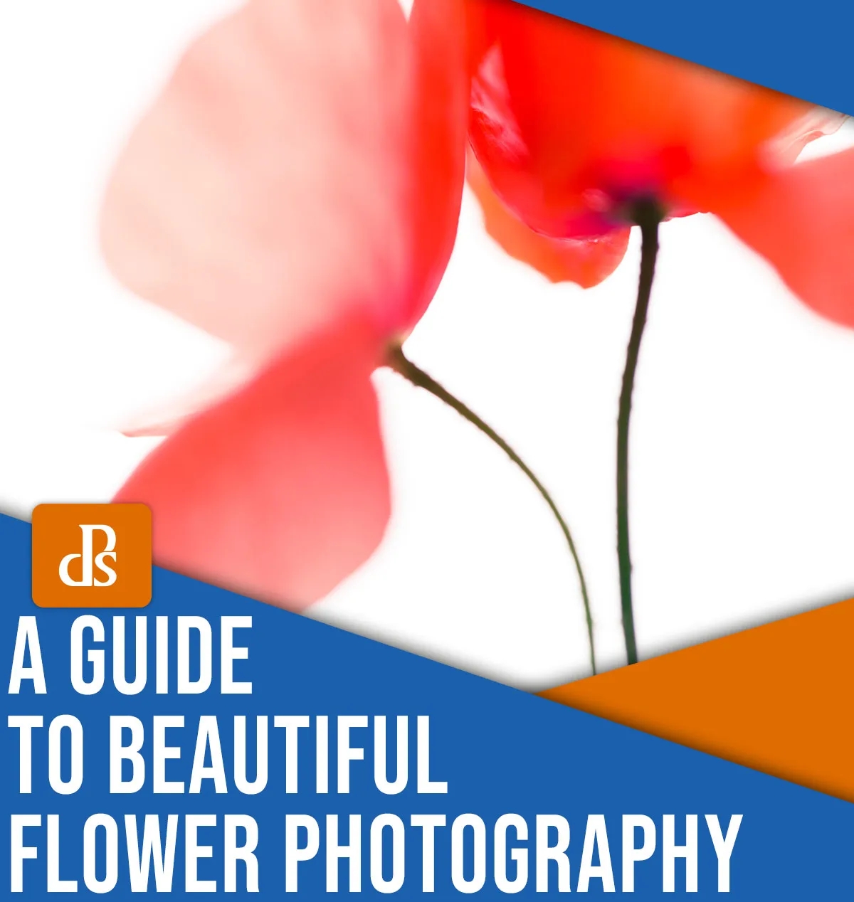 A Beginner’s Guide to Photographing Flowers