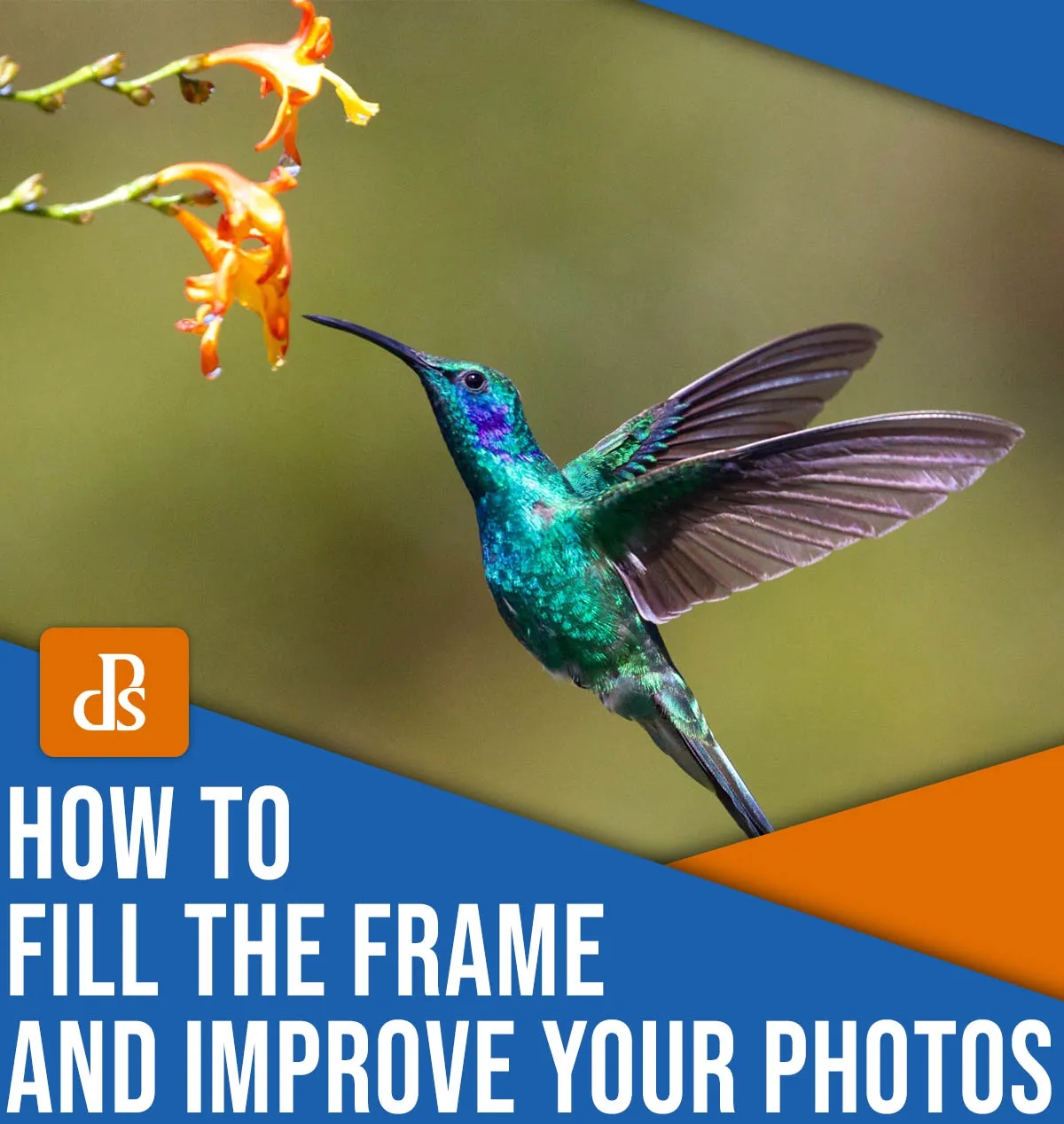 A Quick Guide to Filling the Frame for Impactful Photography